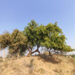 Salvadora persica L.