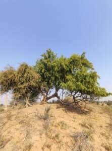 Salvadora persica L.