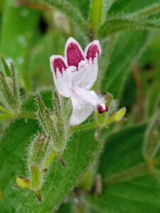 Andrographis echioides