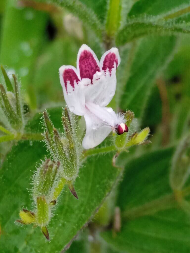 Andrographis echioides