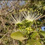 Maerua oblongifolia (Forssk.) A.Rich.