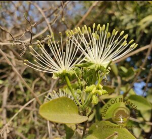 Maerua oblongifolia (Forssk.) A.Rich.