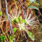 Maerua oblongifolia (Forssk.) A.Rich.