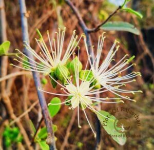 Maerua oblongifolia (Forssk.) A.Rich.