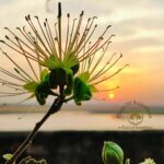 Maerua oblongifolia (Forssk.) A.Rich.
