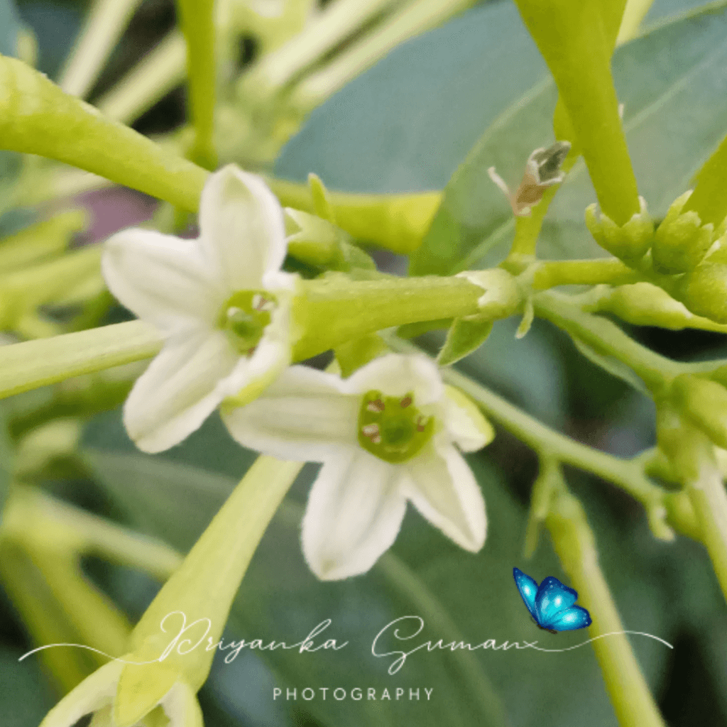 Cestrum nocturnum L.