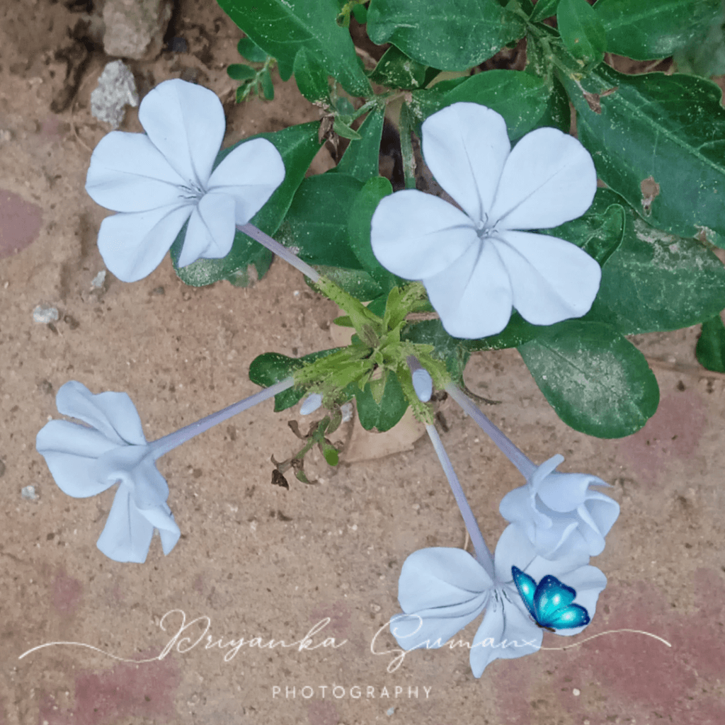 Plumbago auriculata Lam.