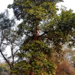 Butea monosperma (Lam.)Taub.