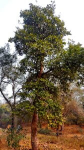 Butea monosperma (Lam.)Taub.