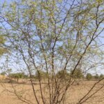 Vachellia jacquemontii (Benth.) Ali