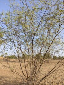 Vachellia jacquemontii (Benth.) Ali