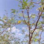 Vachellia jacquemontii (Benth.) Ali
