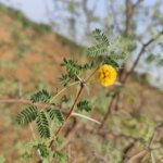 Vachellia jacquemontii (Benth.) Ali