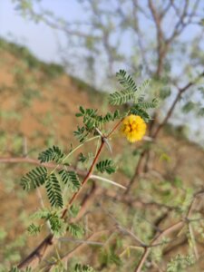Vachellia jacquemontii (Benth.) Ali