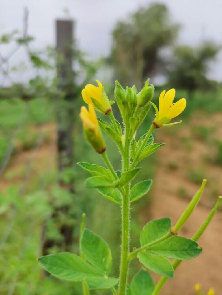 Cleome viscosa L.