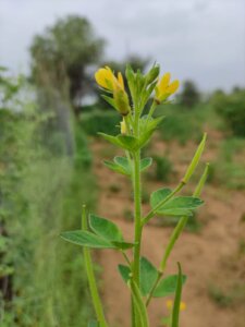 Cleome viscosa L.