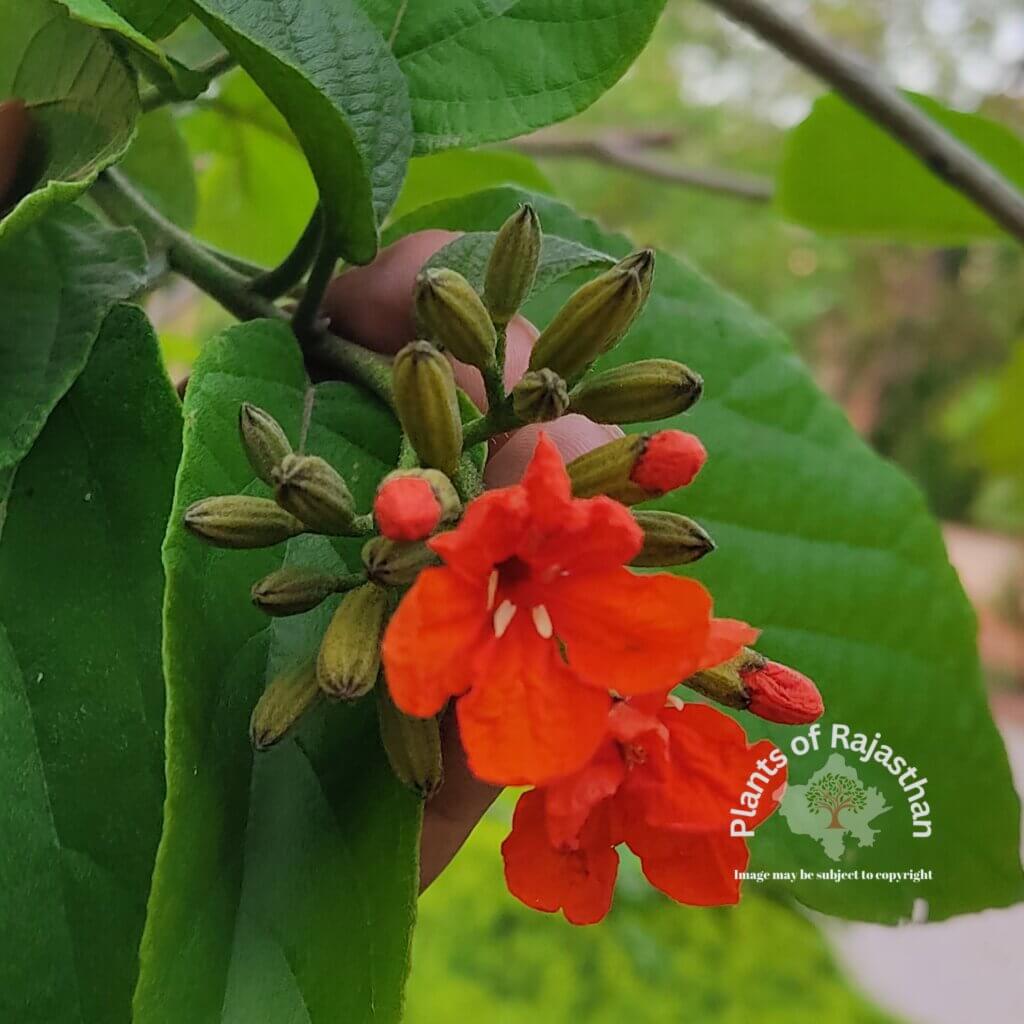 Cordia sebestena L.