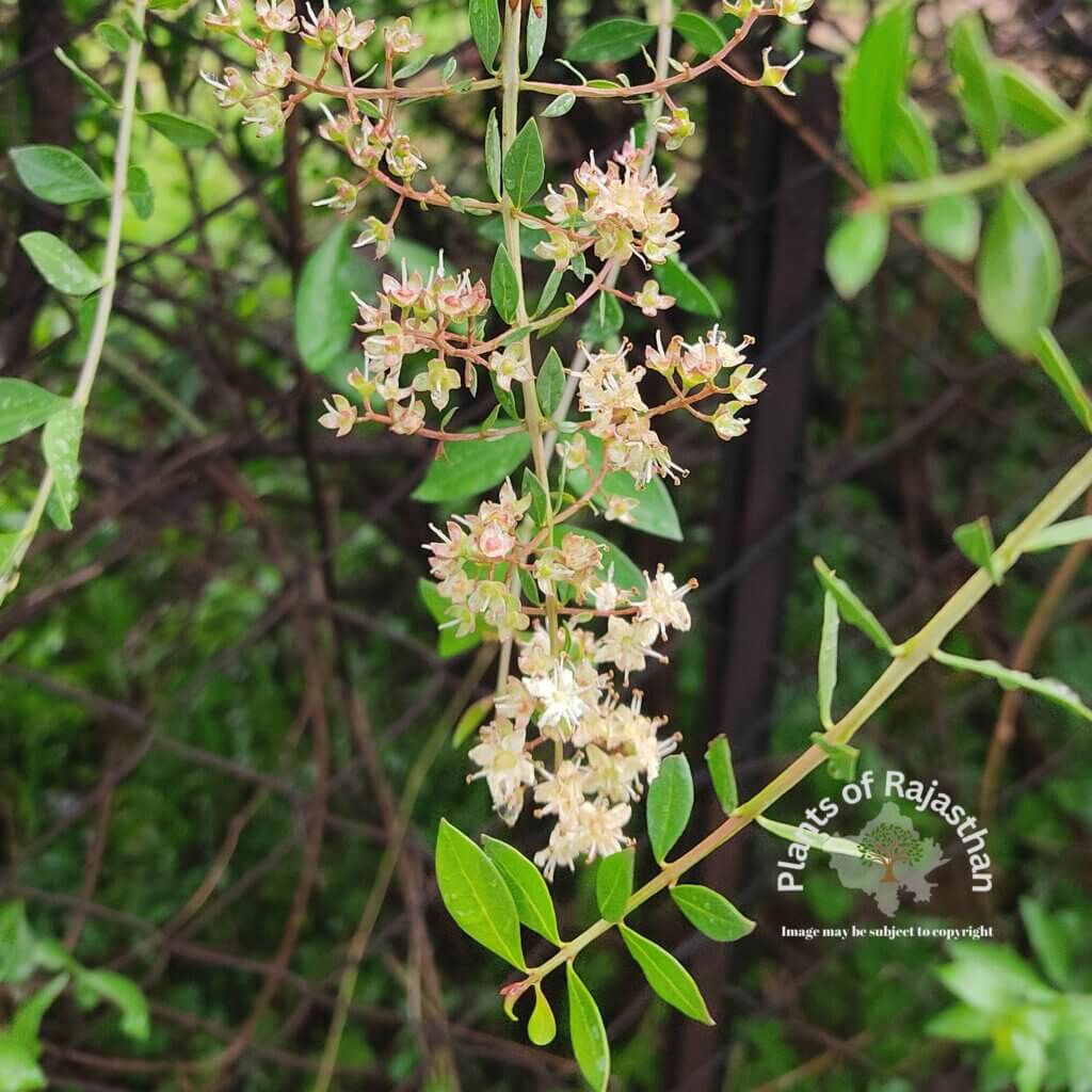 Lawsonia inermis L.