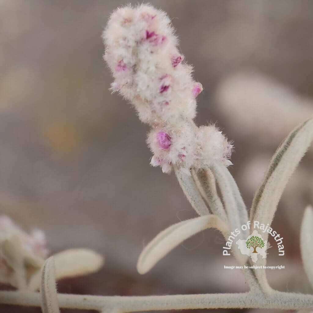 Aerva javanica