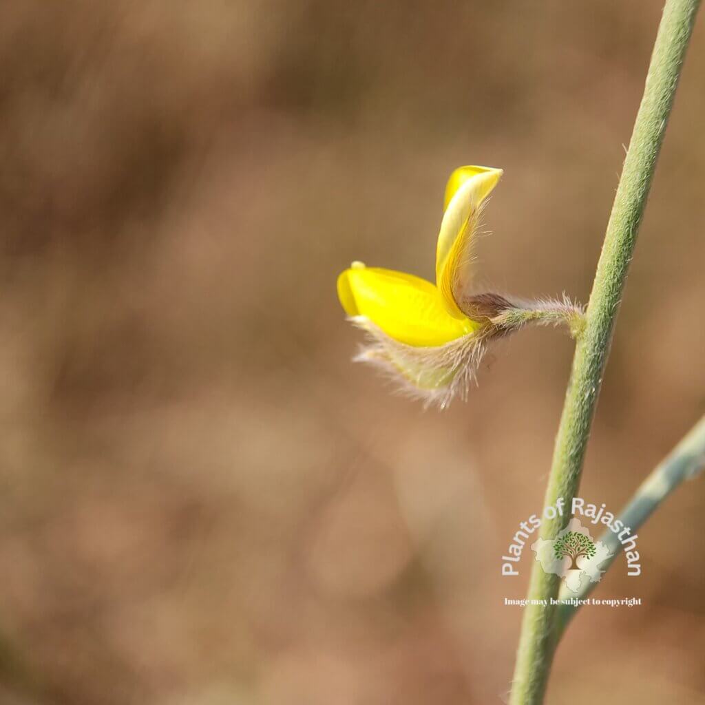 Crotalaria burhia Benth.