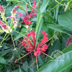 Gloriosa superba L.