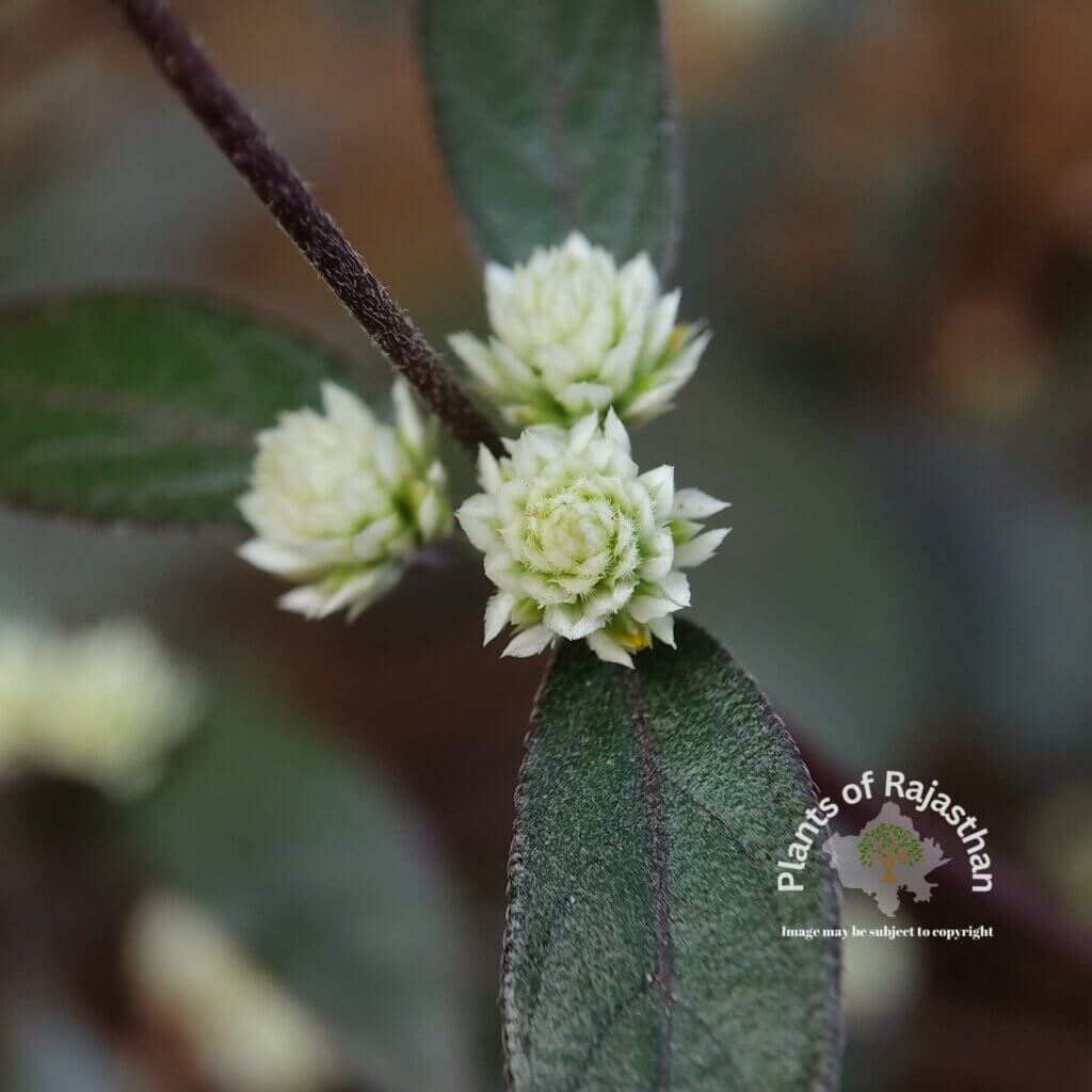 Alternanthera brasiliana (L.) Kuntze