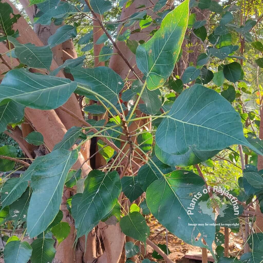 Ficus religiosa L.