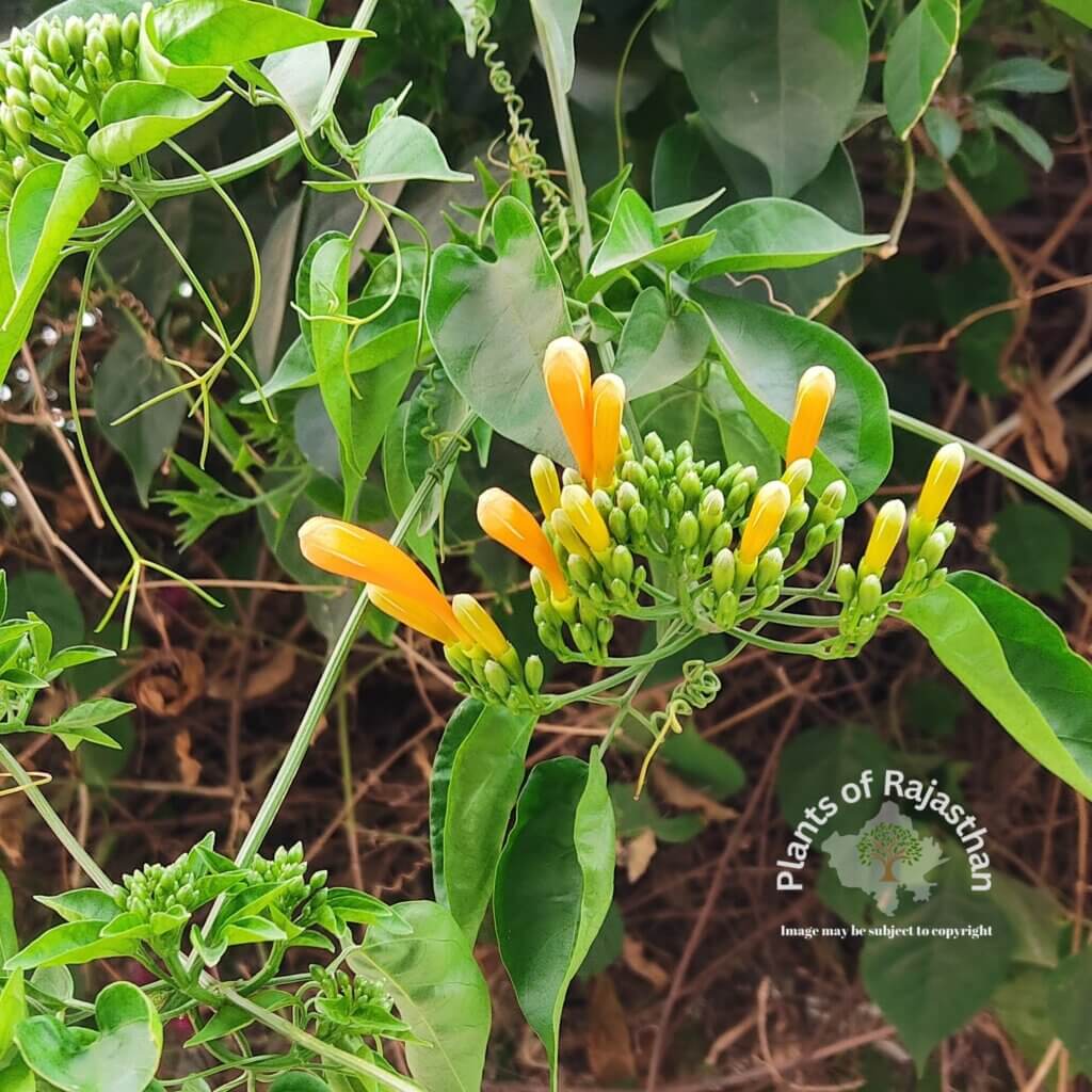 Pyrostegia venusta