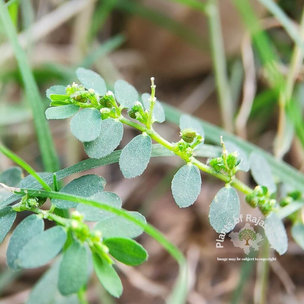 Euphorbia prostrata Aiton