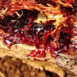 Butea monosperma (Lam.)Taub.