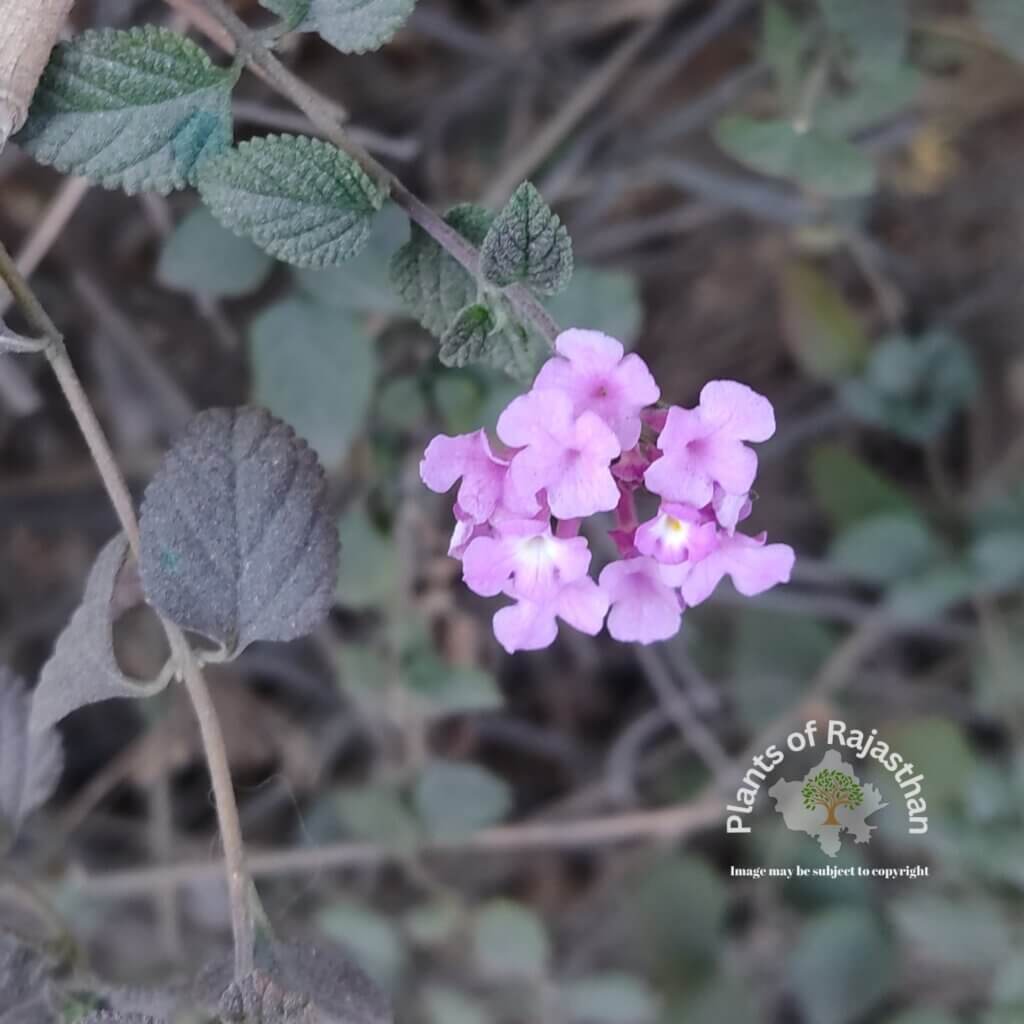 Lantana montevidensis (Spreng.) Briq.