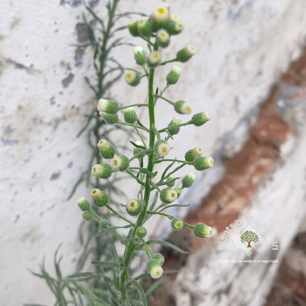 Erigeron bonariensis L.