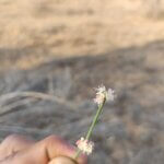 Calligonum polygonoides L.