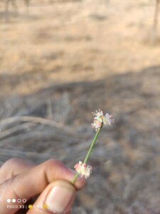 Calligonum polygonoides L.