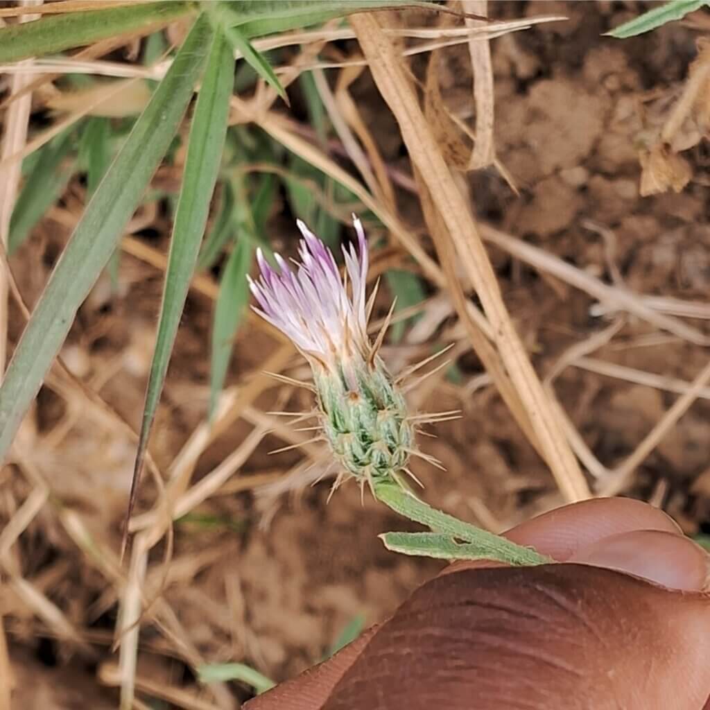 Oligochaeta divaricata (DC.) K.Koch