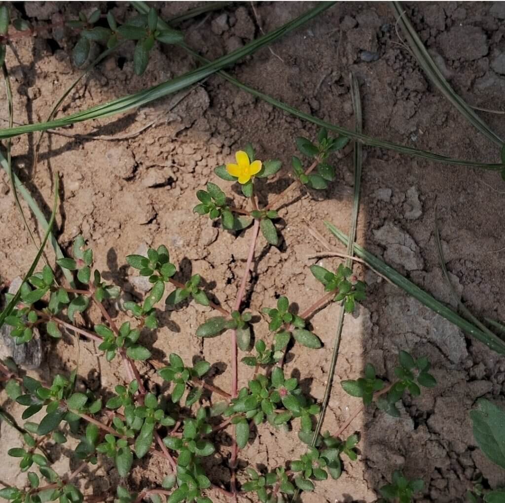 Portulaca quadrifida L.