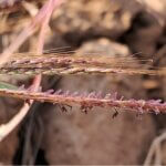 Dichanthium annulatum (Forssk.) Stapf