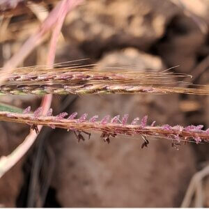 Dichanthium annulatum (Forssk.) Stapf