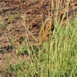 Dichanthium annulatum (Forssk.) Stapf