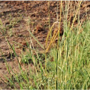 Dichanthium annulatum (Forssk.) Stapf