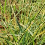 Dichanthium annulatum (Forssk.) Stapf