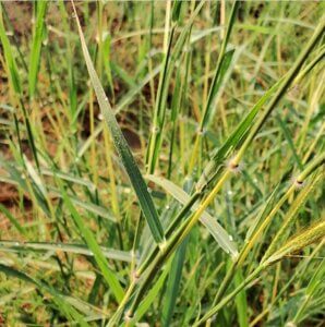 Dichanthium annulatum (Forssk.) Stapf