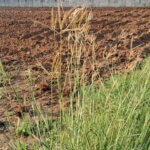 Dichanthium annulatum (Forssk.) Stapf