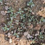 Portulaca oleracea L.