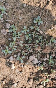 Portulaca oleracea L.