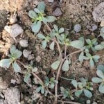 Portulaca oleracea L.