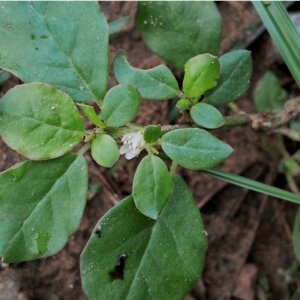 Trianthema portulacastrum L.
