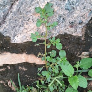 Trianthema portulacastrum L.