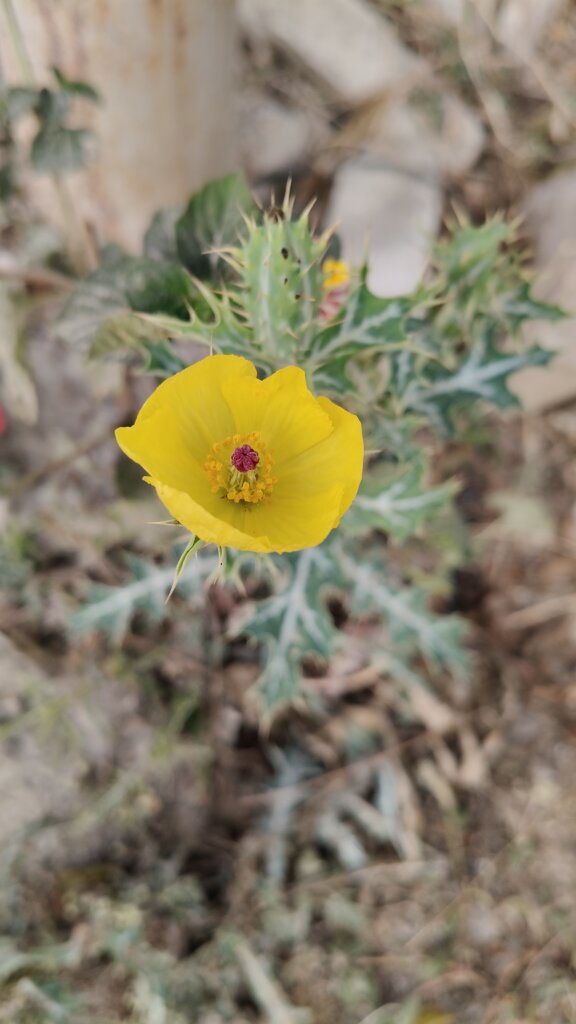 Argemone mexicana