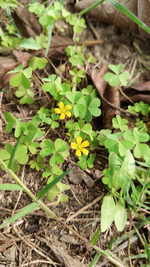 Oxalis corniculata